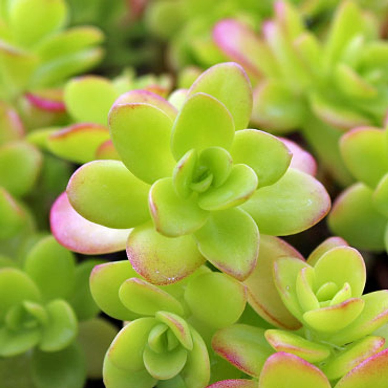 Succulent Sedum confusum