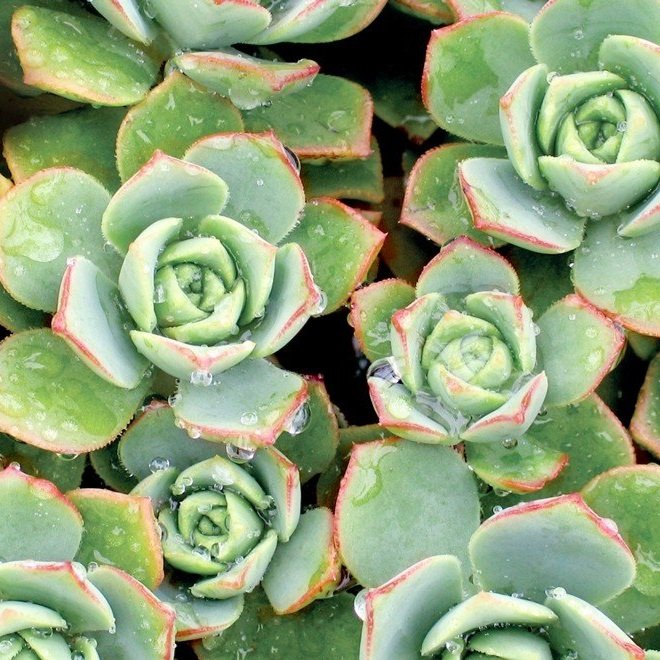 aeonium+haworthii+pinwheel.jpg