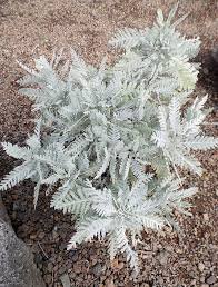 gonospermum silver lace.jpg