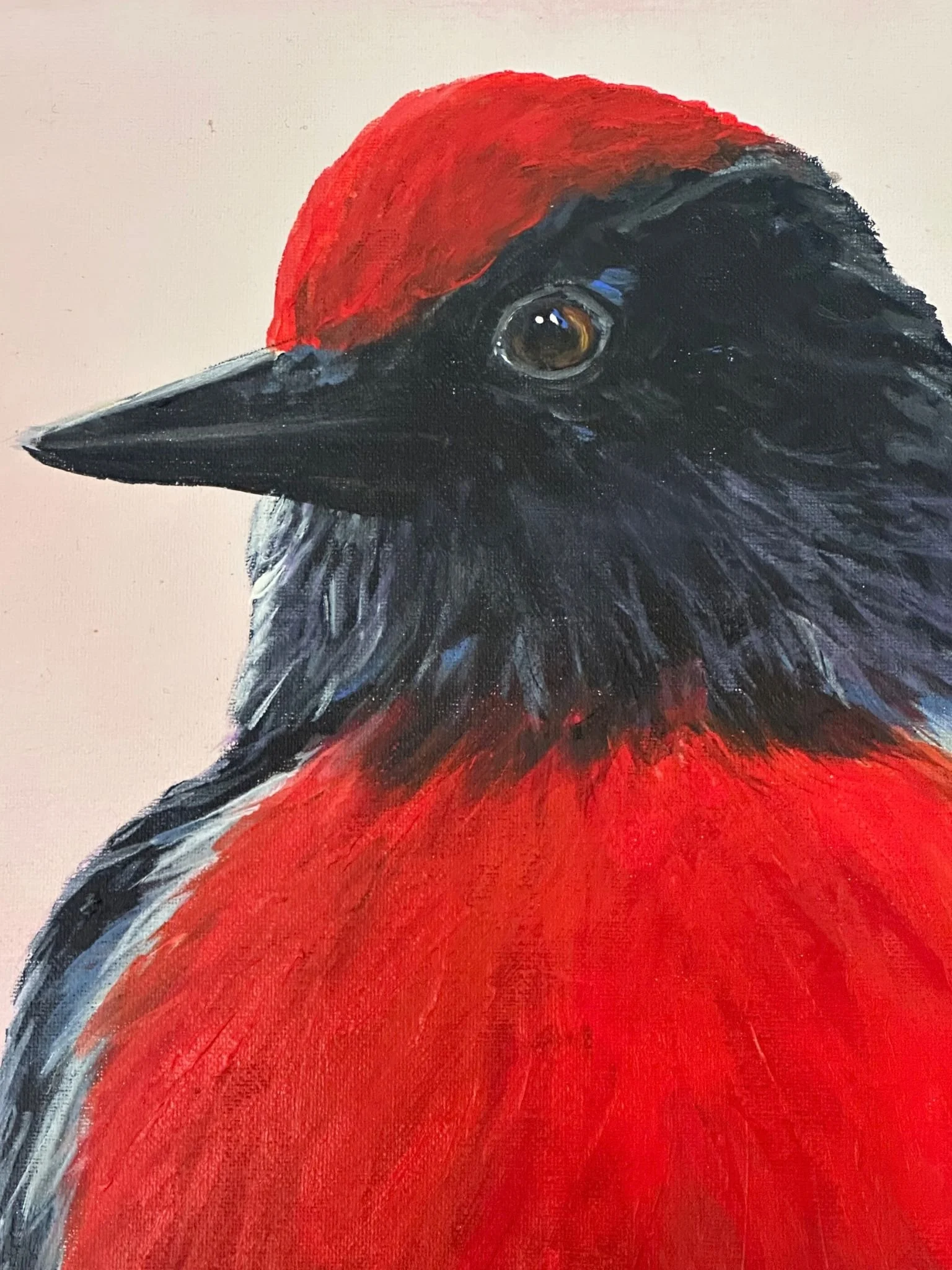 red robin 3.jpg