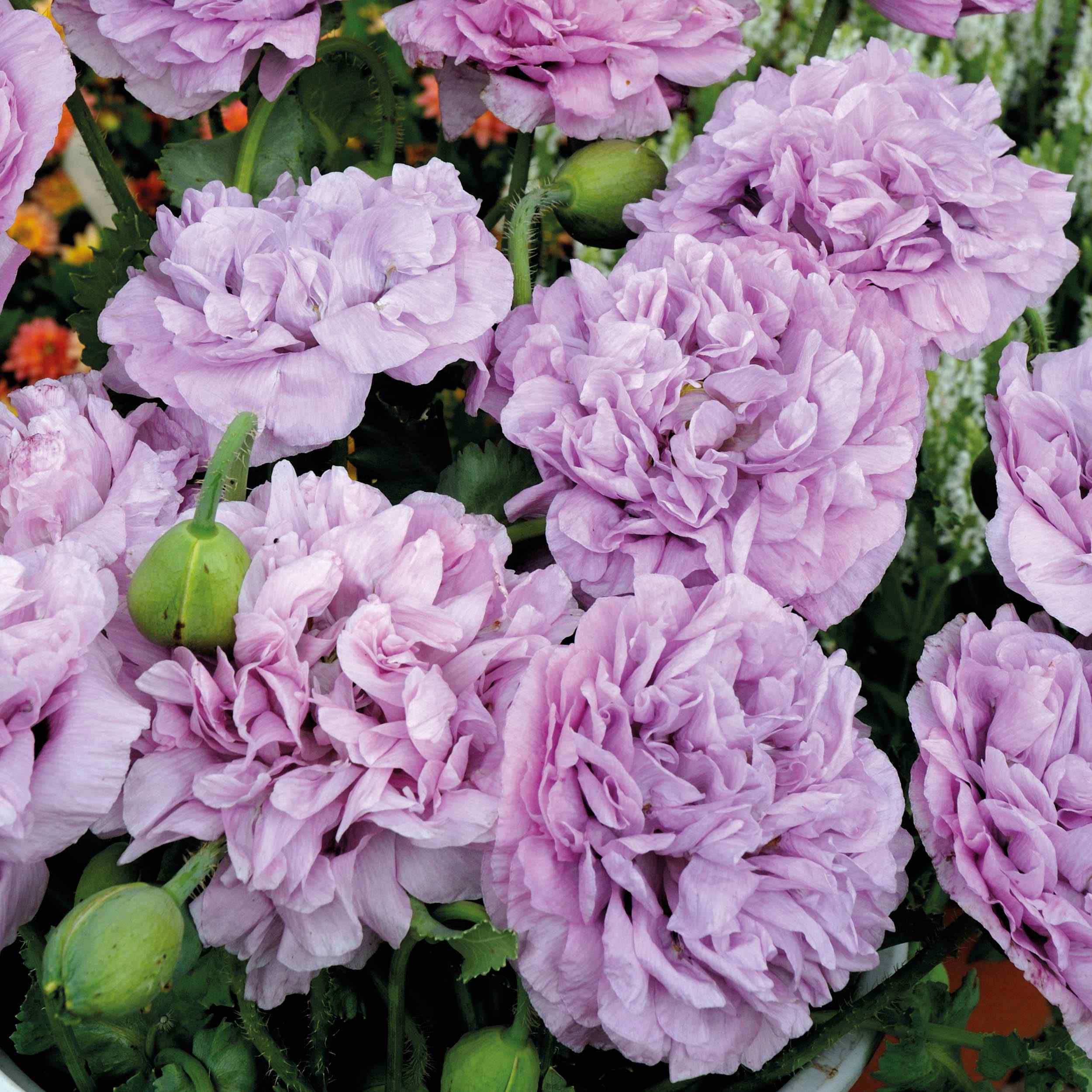PEONY POPPY MAUVE.jpg