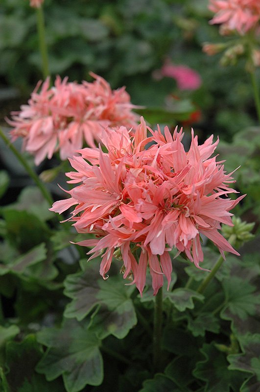 pelargonium graffiti salmon.jpg