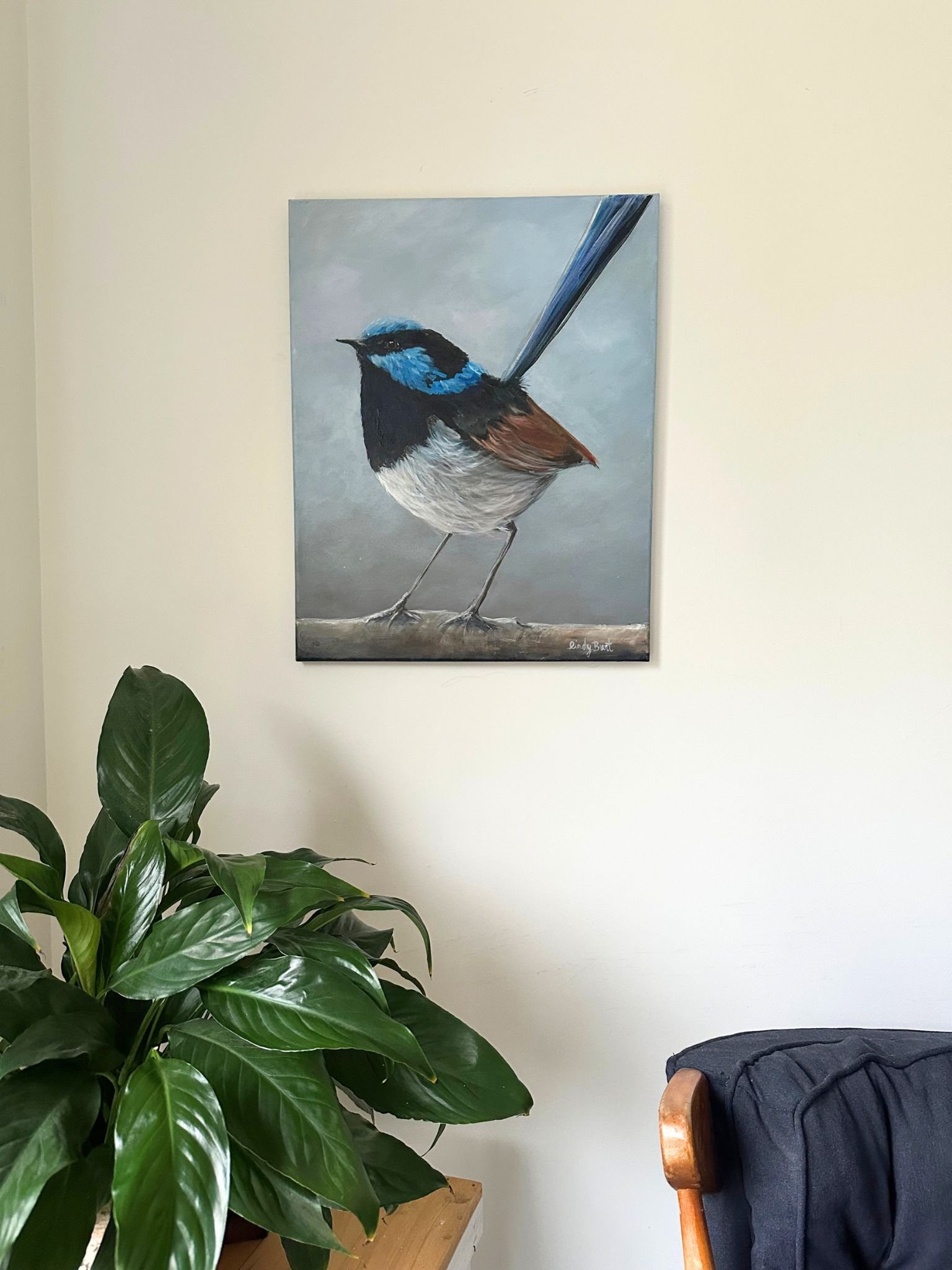 blue wren 1.jpg