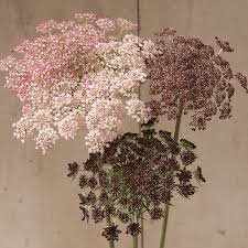 chocolate queen annes lace.jpg