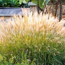 miscanthus adagio 2.jpg