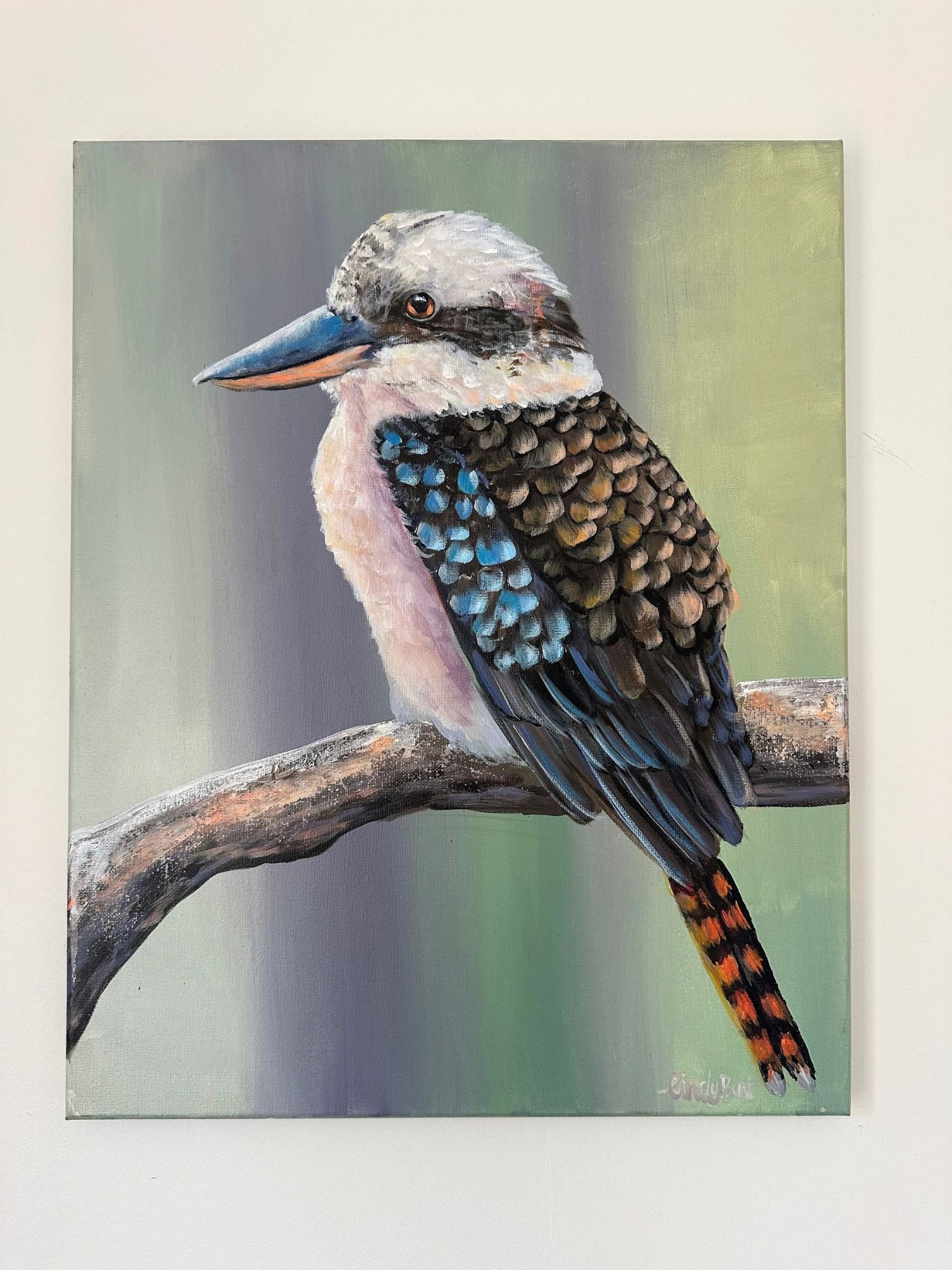 kookaburra a 3.jpg