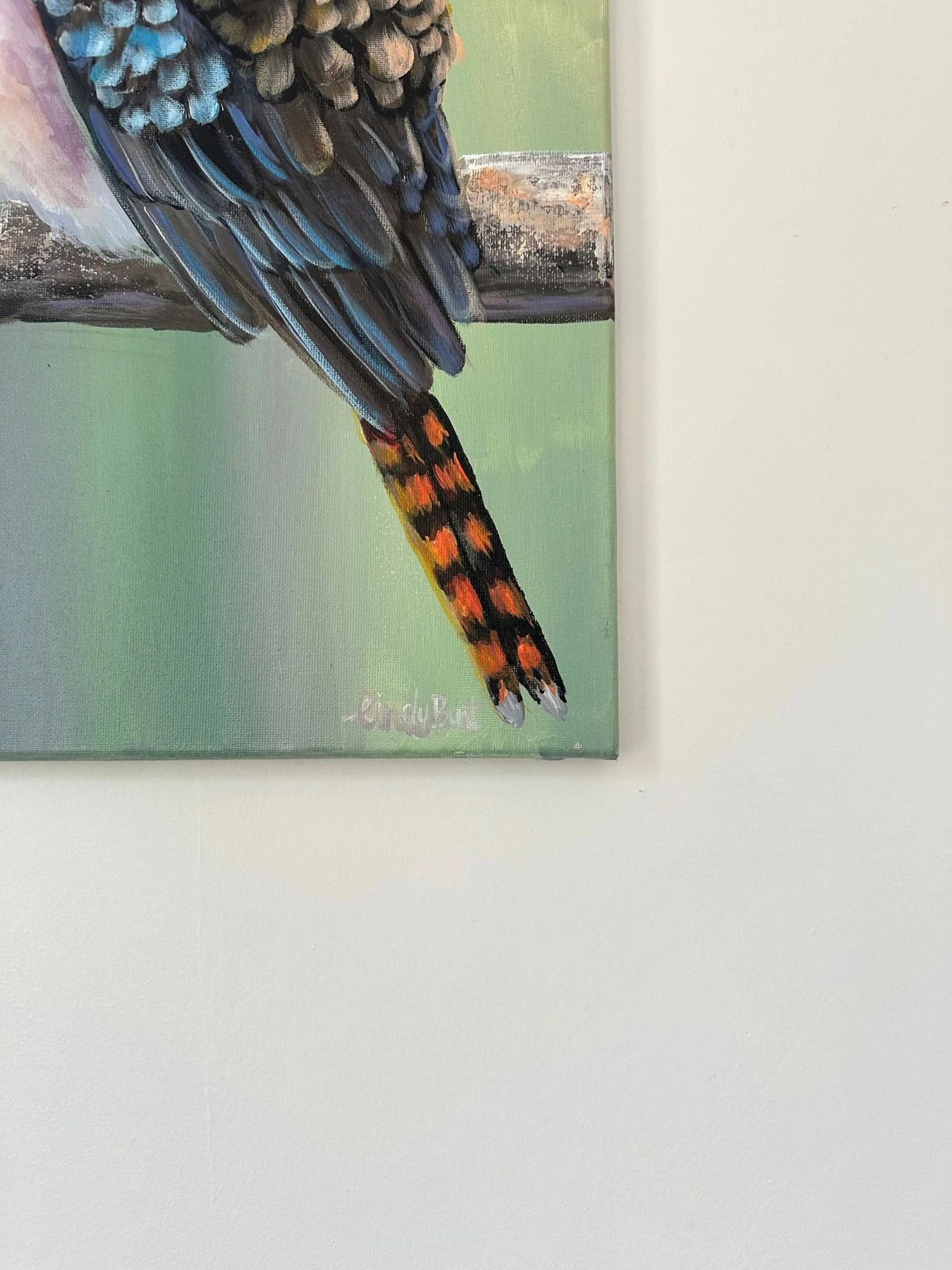 kookaburra a 4.jpg