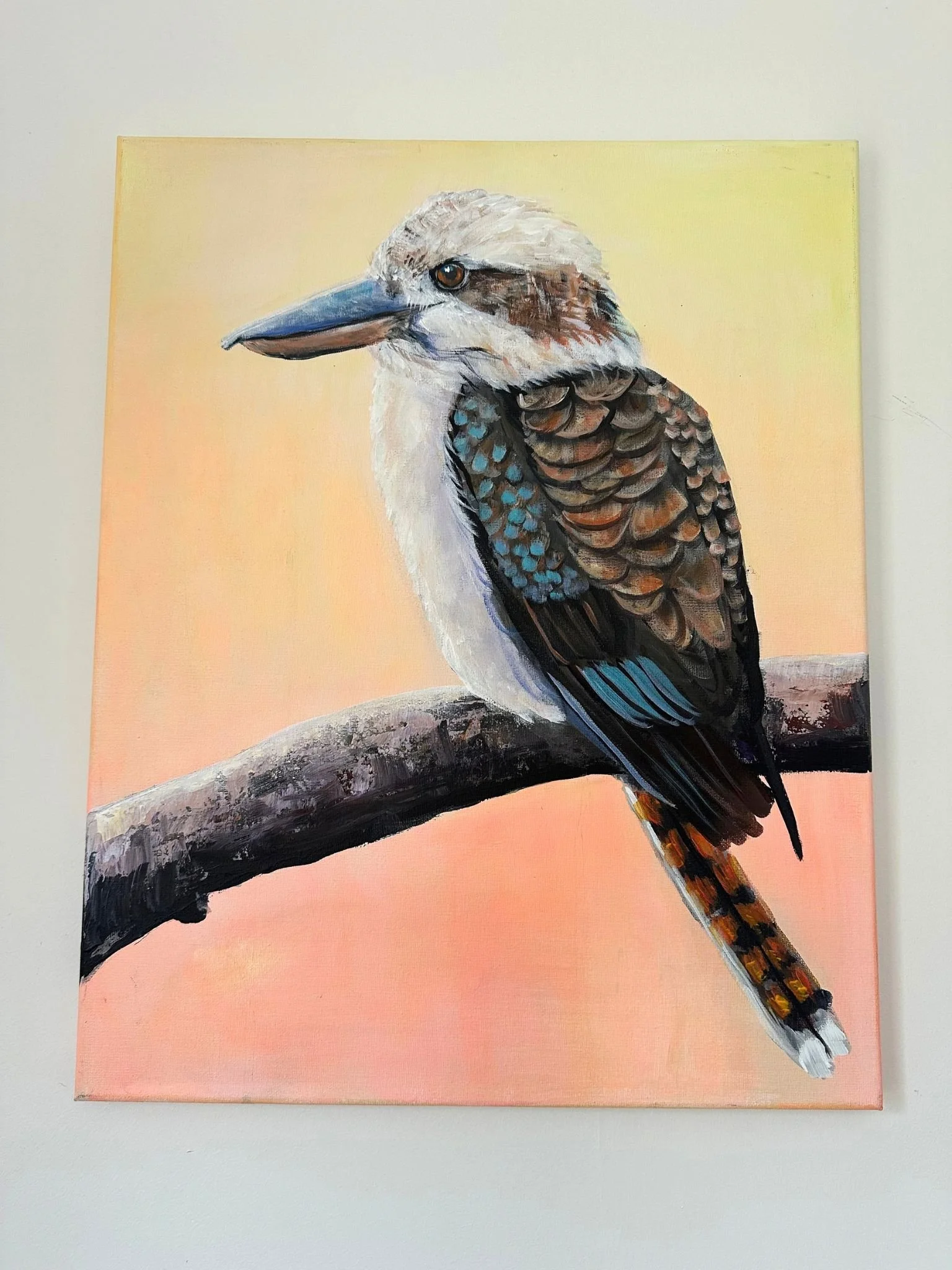 kookaburra 2.jpg