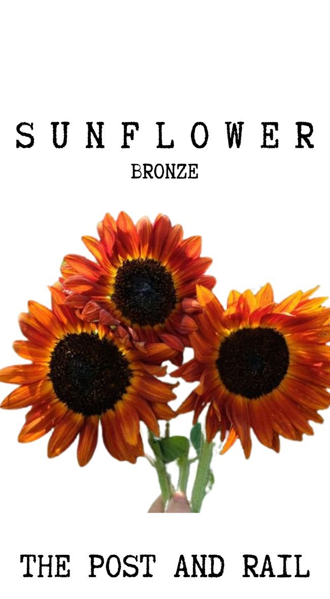 bronze sunflower seed pk front.jpg