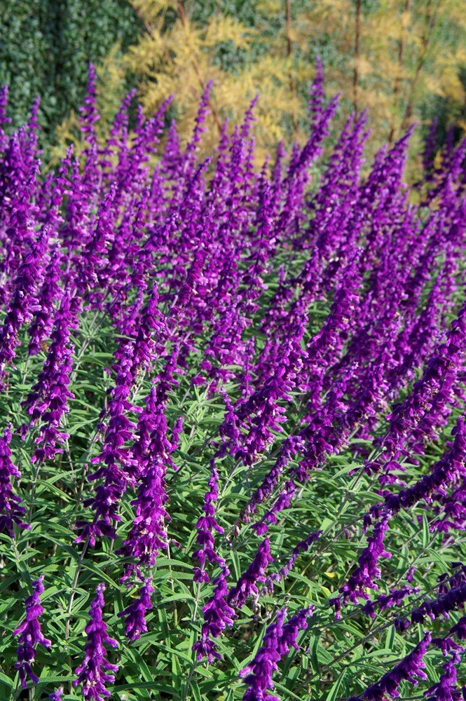 salvia santa barbera.jpg