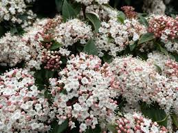 viburnum tinus 1.jpg