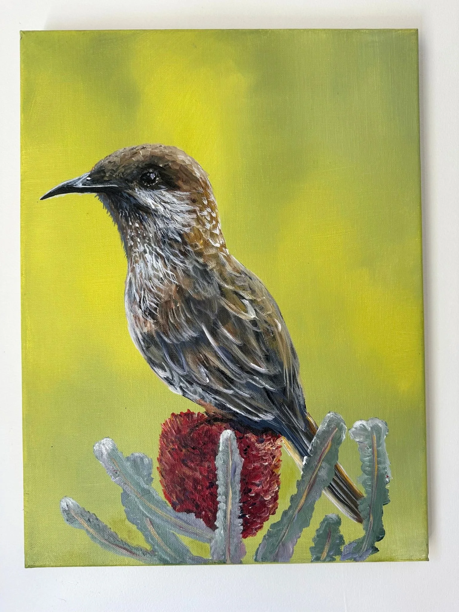 wattlebird 3.jpg