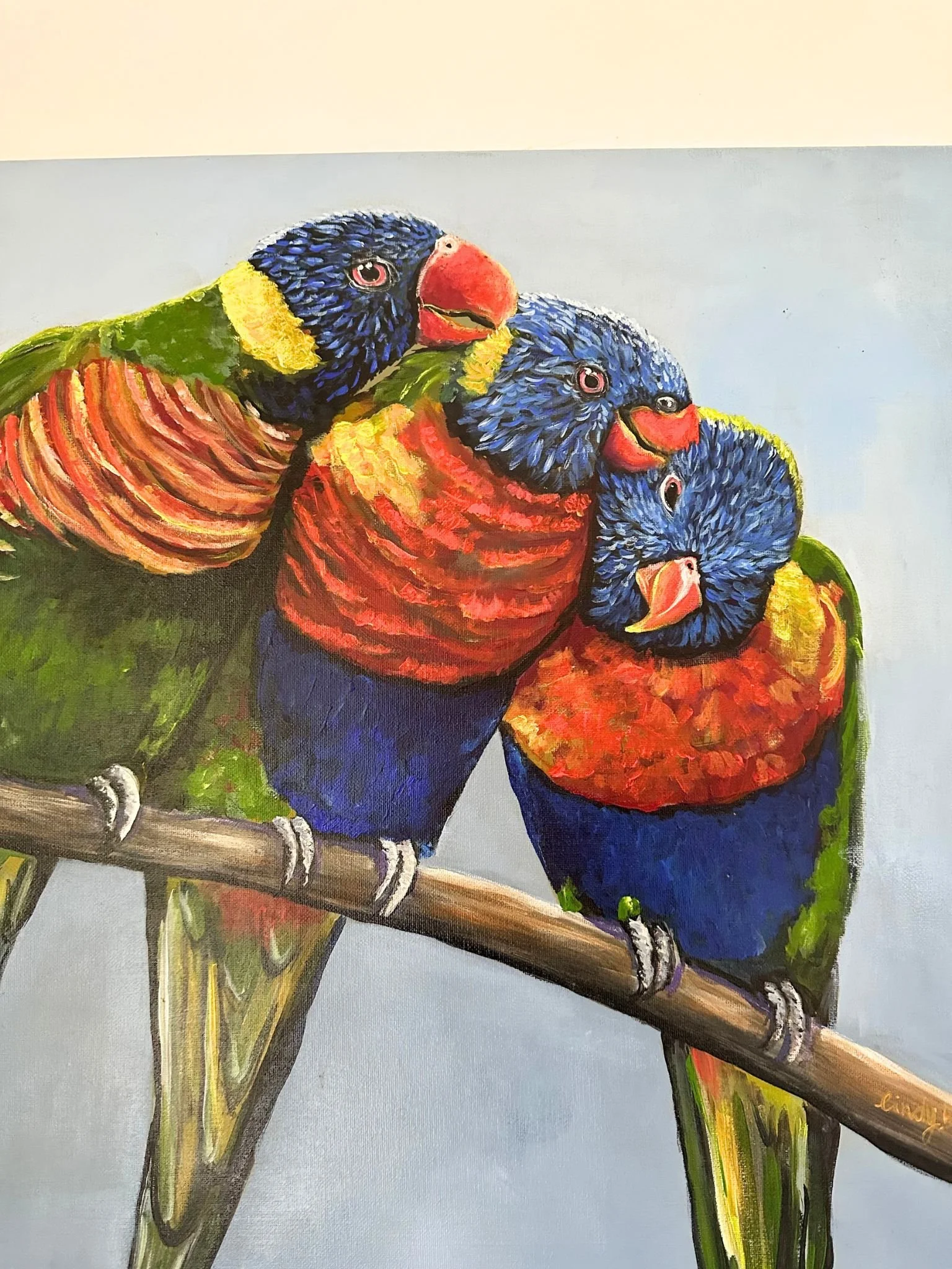 rainbow lorikeet 3.jpg
