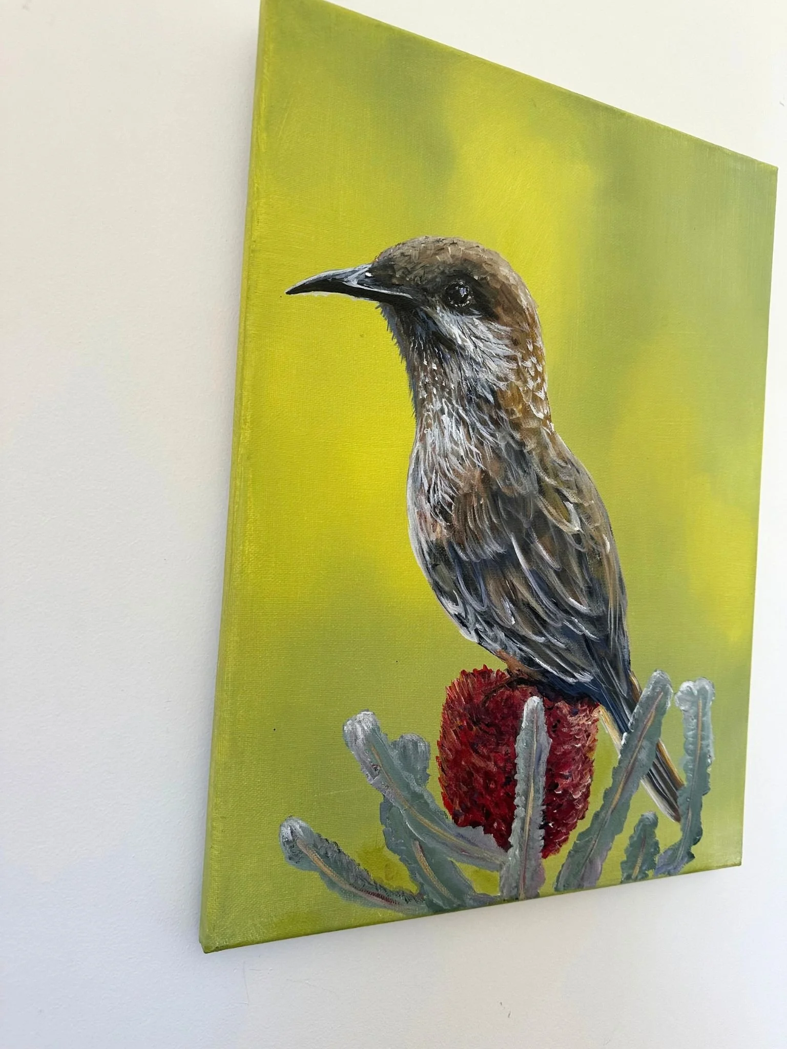 wattlebird 1.jpg