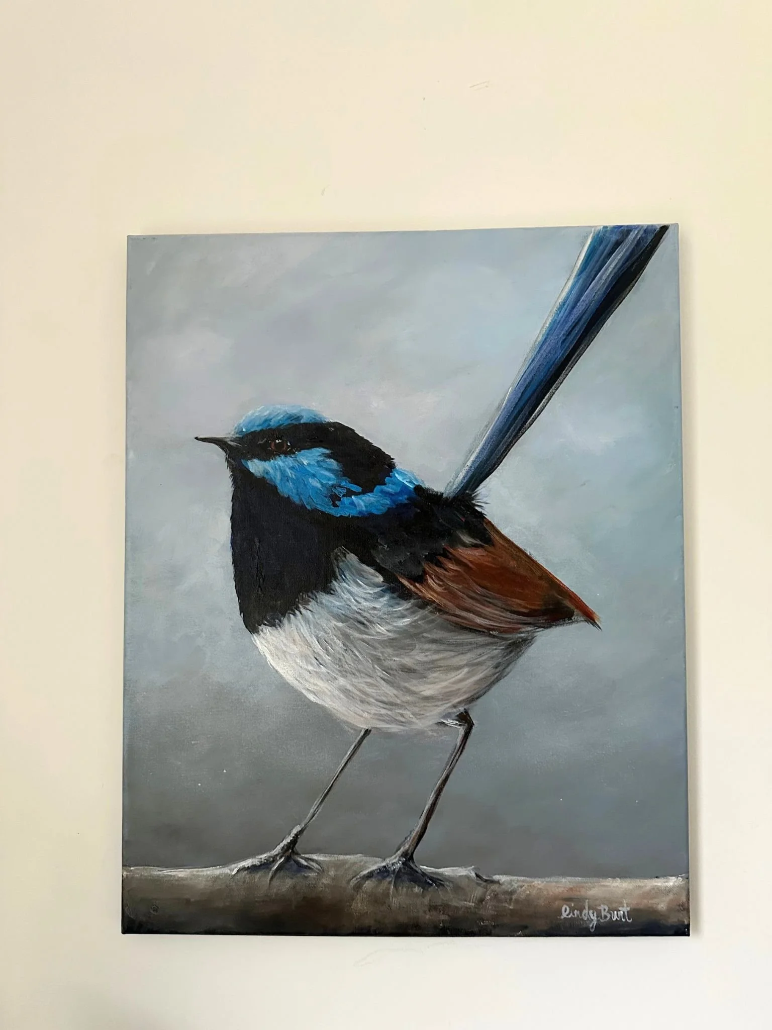 blue wren 3.jpg