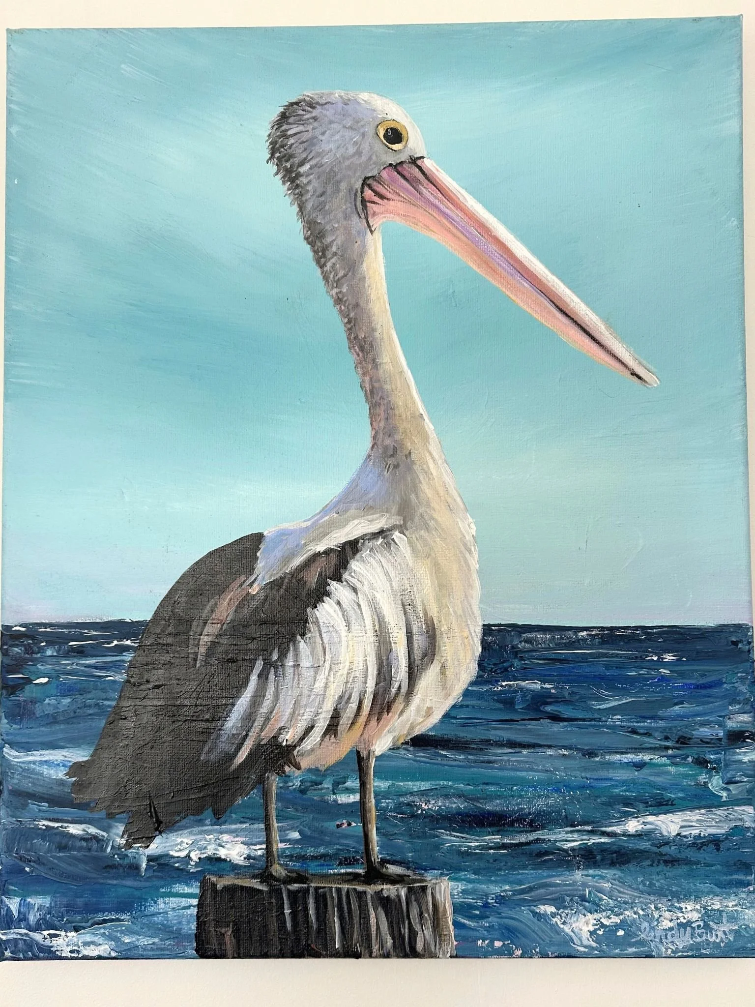 pelican 3.jpg