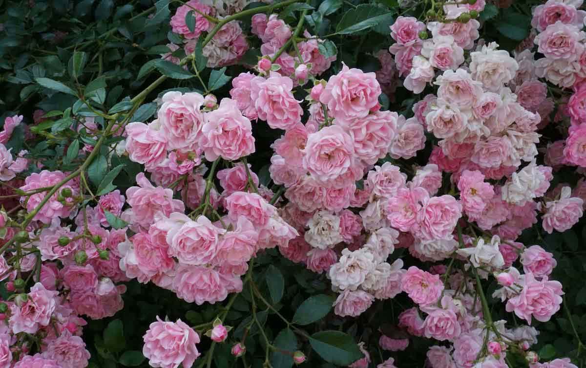 rose the fairy.jpg