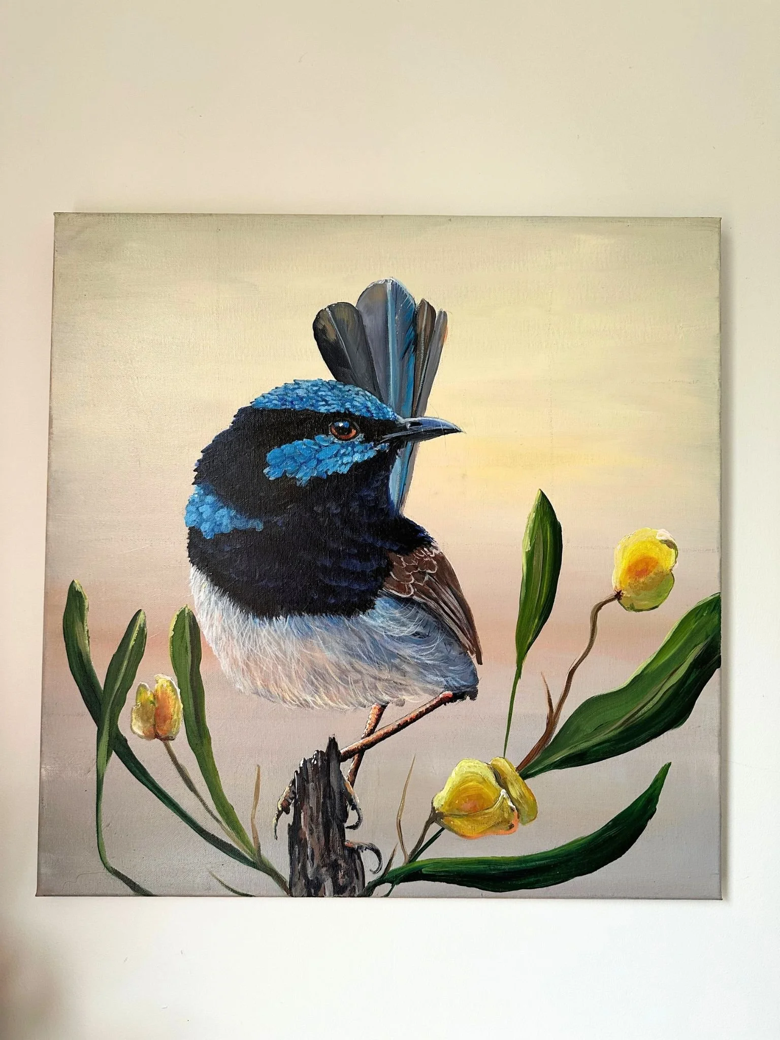 blue wren hop 2.jpg