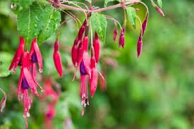 fucshia glenys 1.jpg