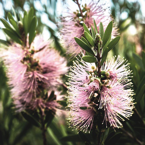 Kunzea-baxteri-PinkP14KUNBPI.jpg