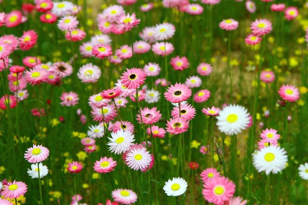 WA everlastings.jpg