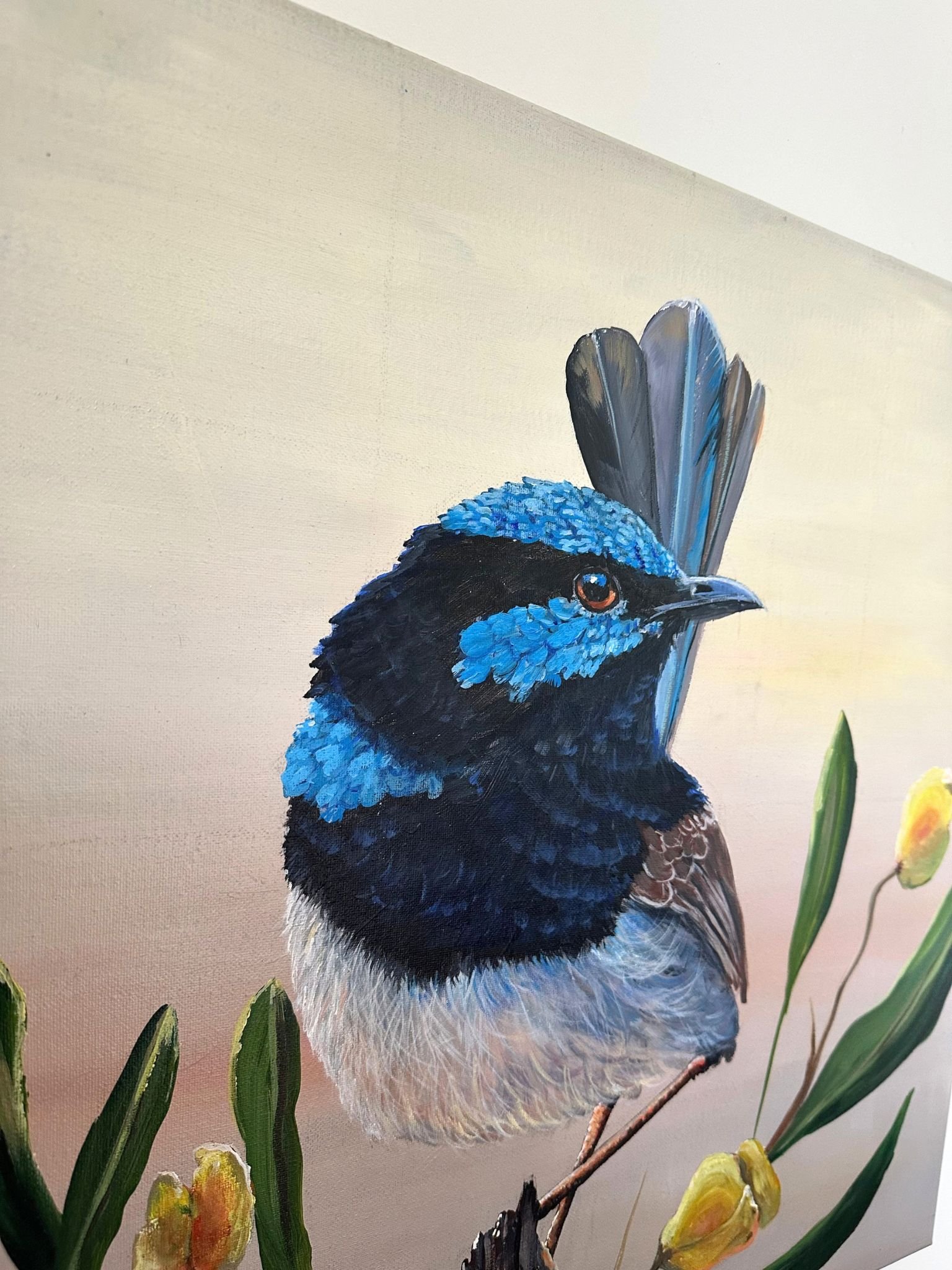 blue wren hop 1.jpg