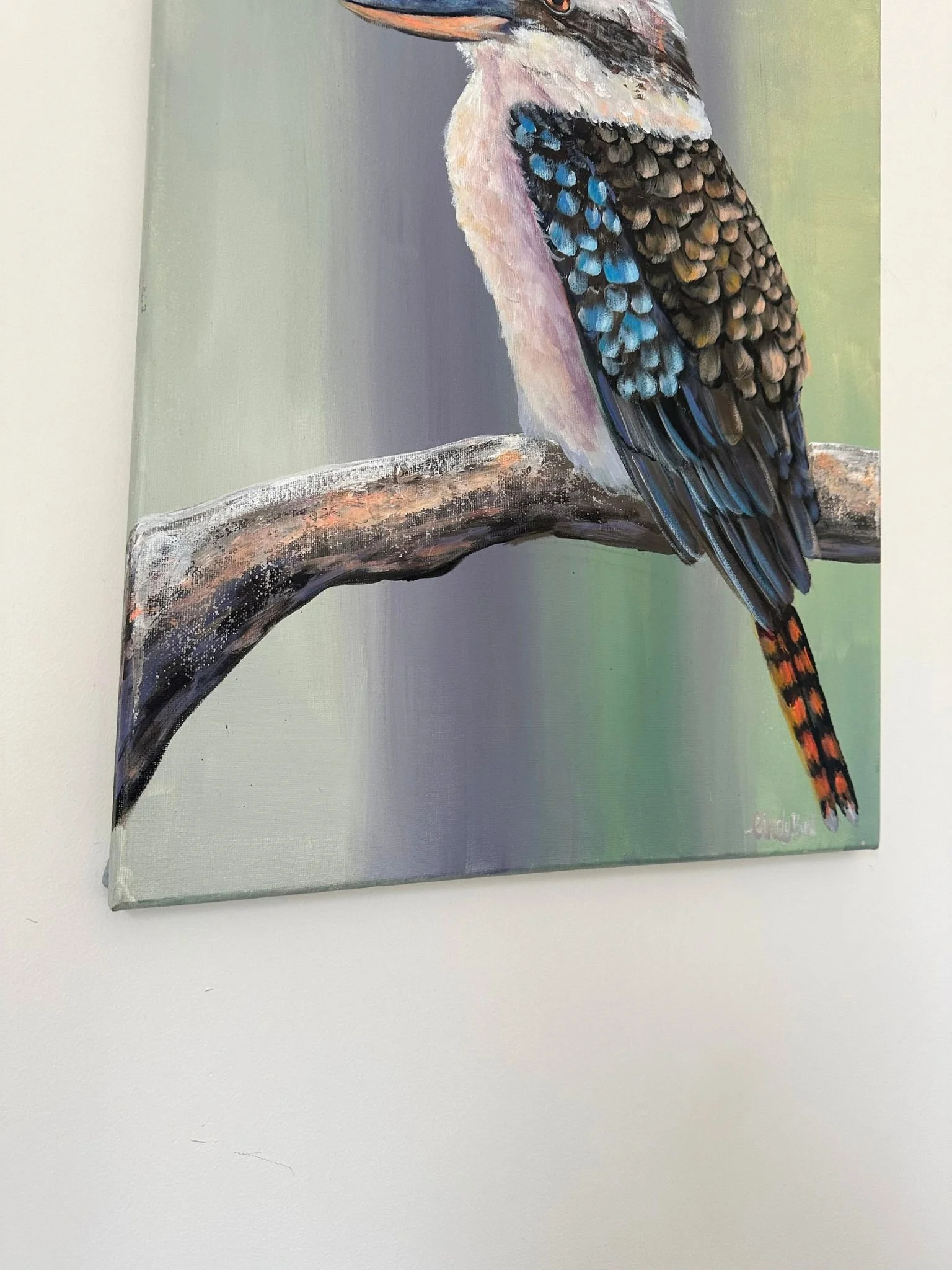 kookaburra a 5.jpg