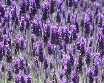Lavender French