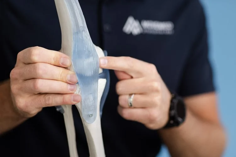 Person pointing to a knee joint model showing the knee joint.