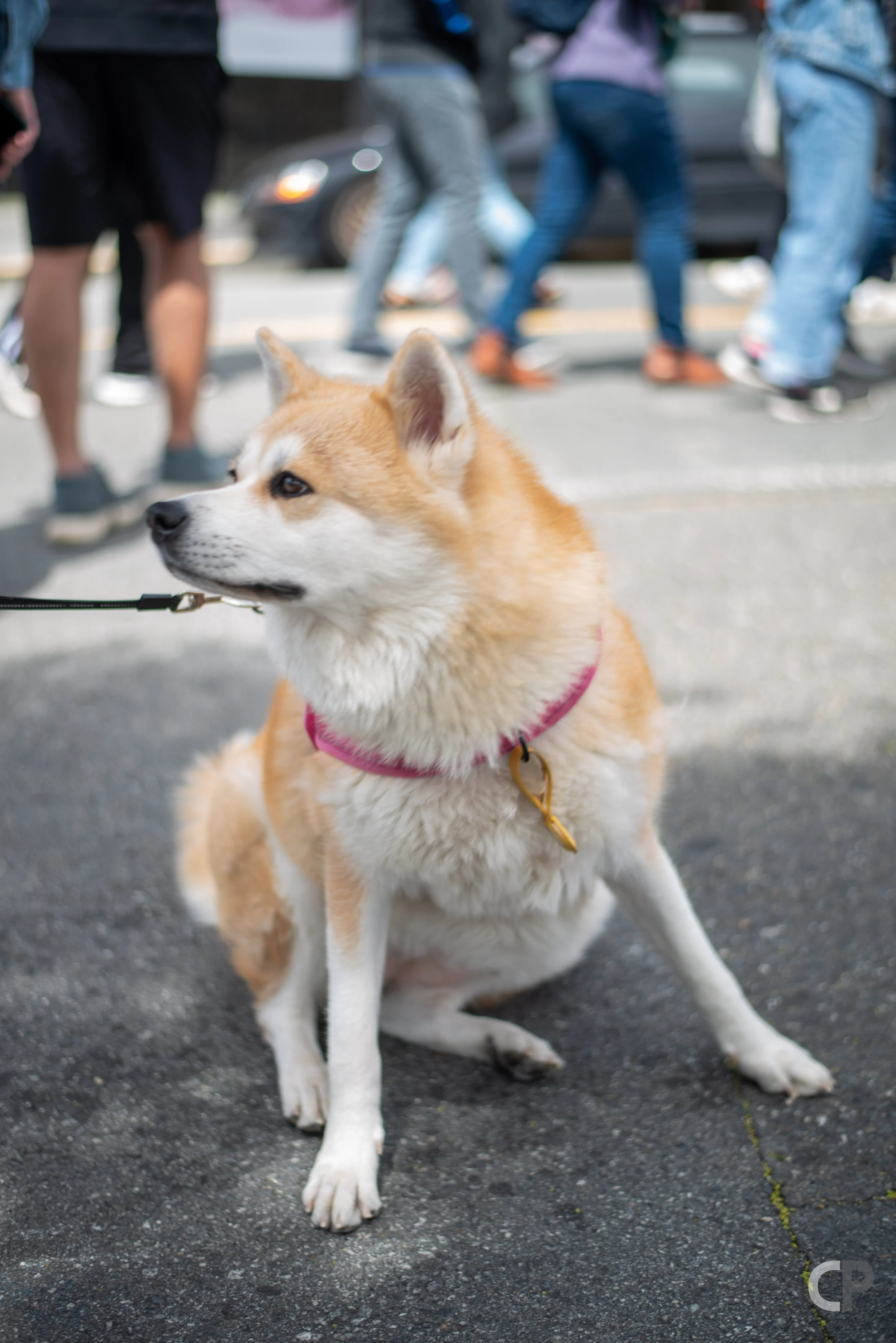DSC_3789.jpg