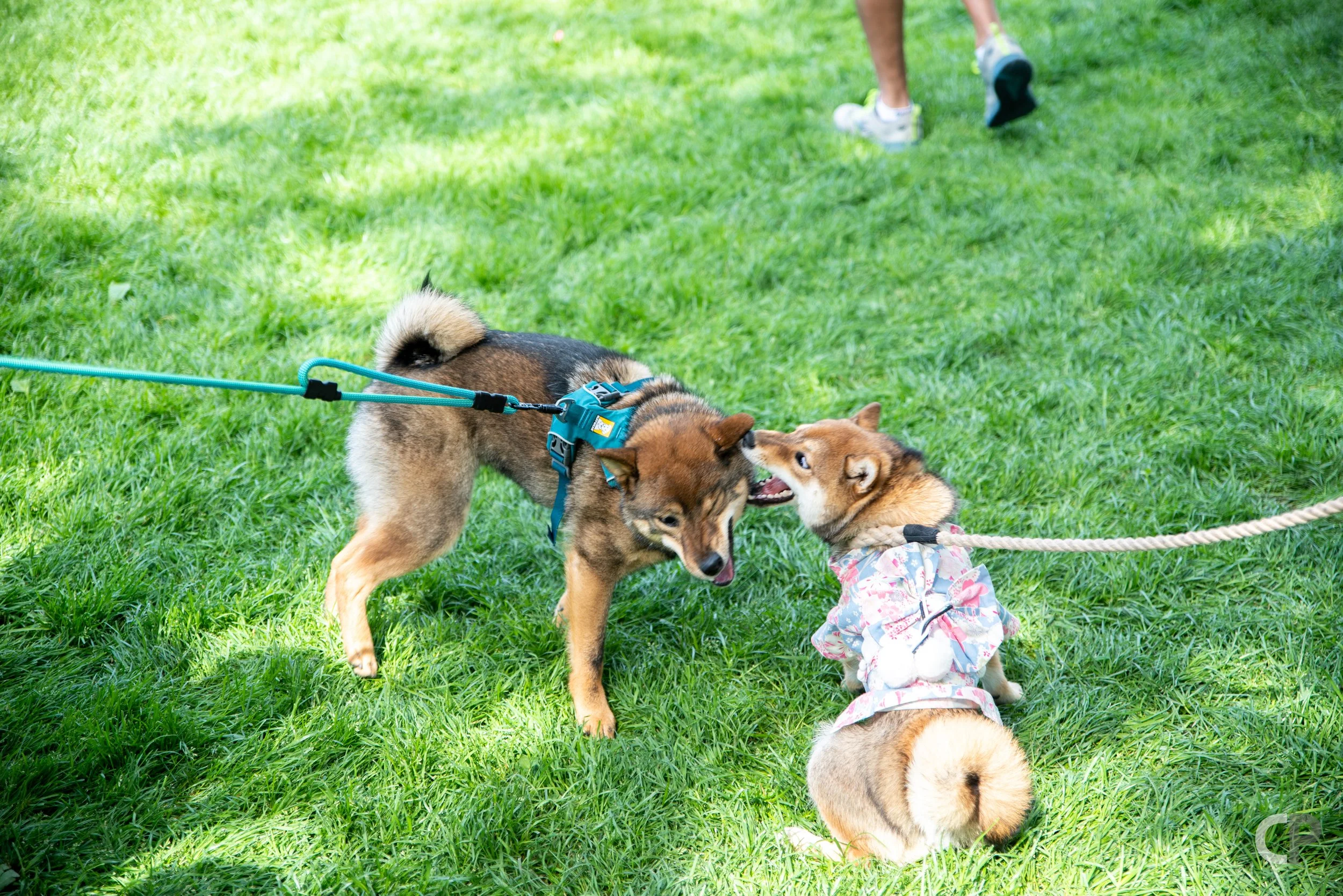 DSC_9554.jpg