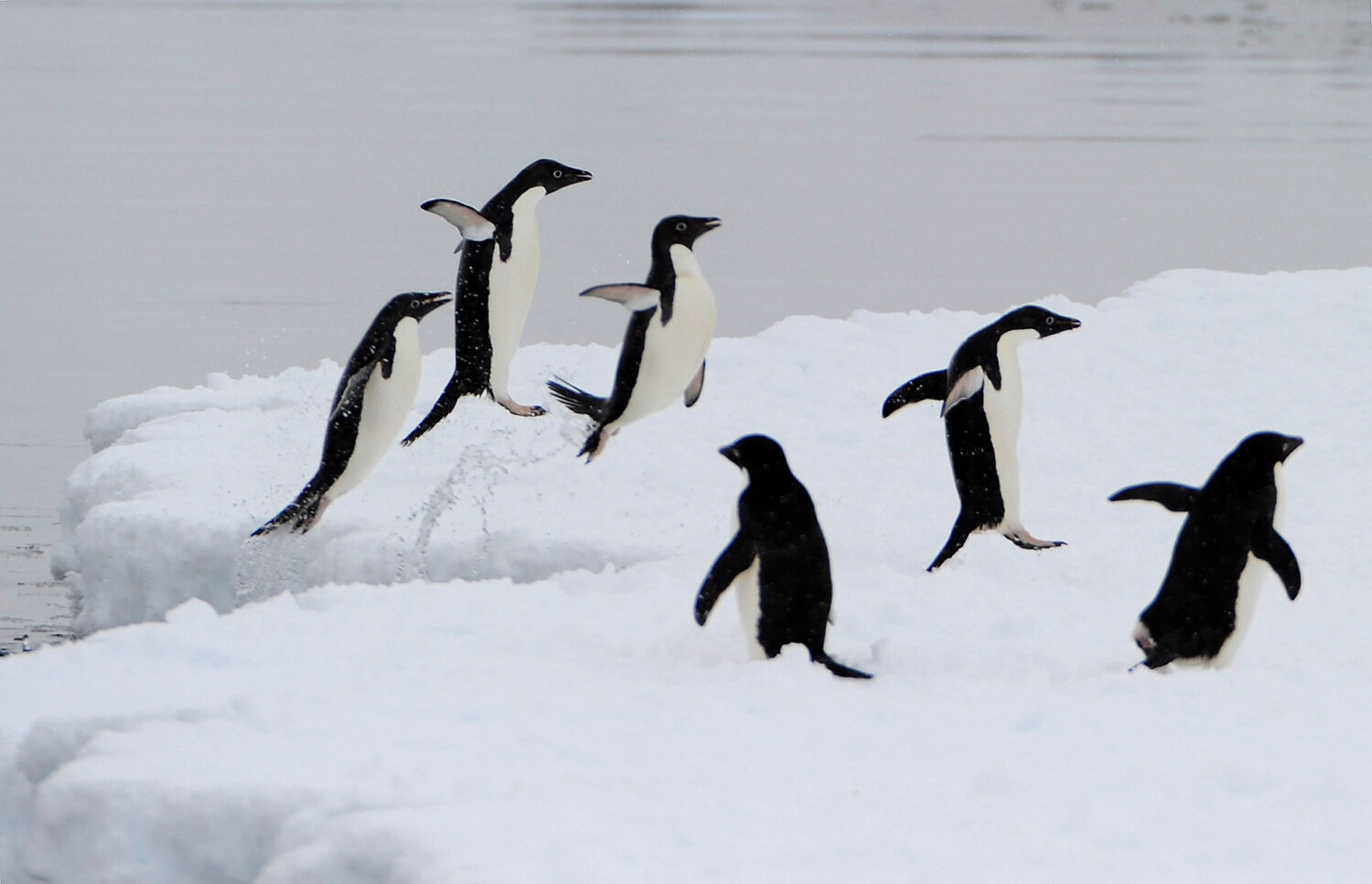 ASL Antarctic 18.jpg
