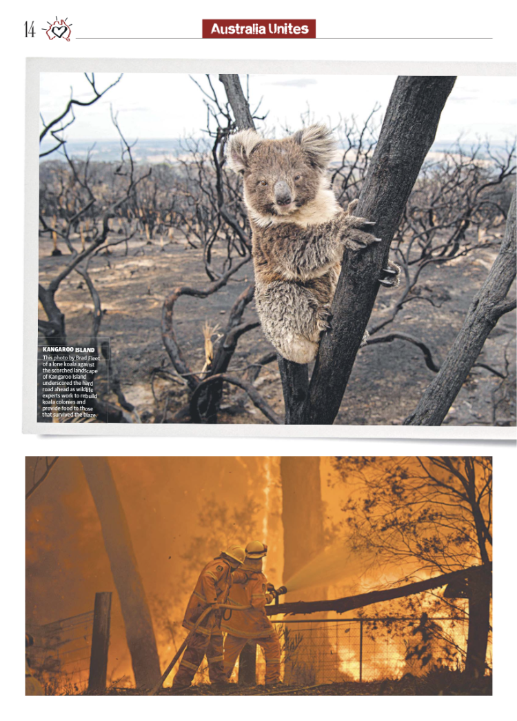 A koala clings to a tree in a scorched landscape on Kangaroo Island after a wildfire, with burned trees and ash on the ground. Below, three firefighters in protective gear battle a wildfire, spraying water with a hose amid flames and smoke in a fores