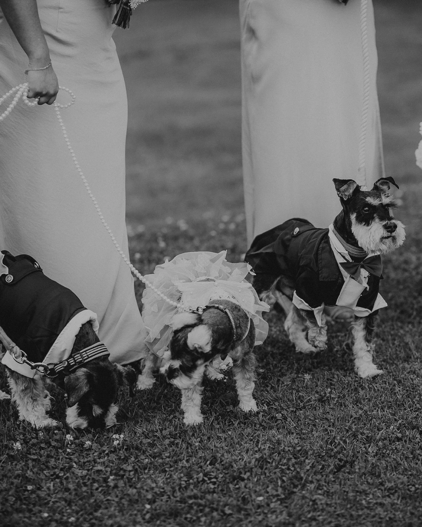 On the biggest day of your life, you want all of your loved ones present, ALL OF THEM! 
Just don&rsquo;t forgets snacks! 

@rosewood_estate 
#goyaweddings 
#brisbaneweddingphotographer #brisbanesamesexweddingphotographer #weddingsbrisbane #weddingpho