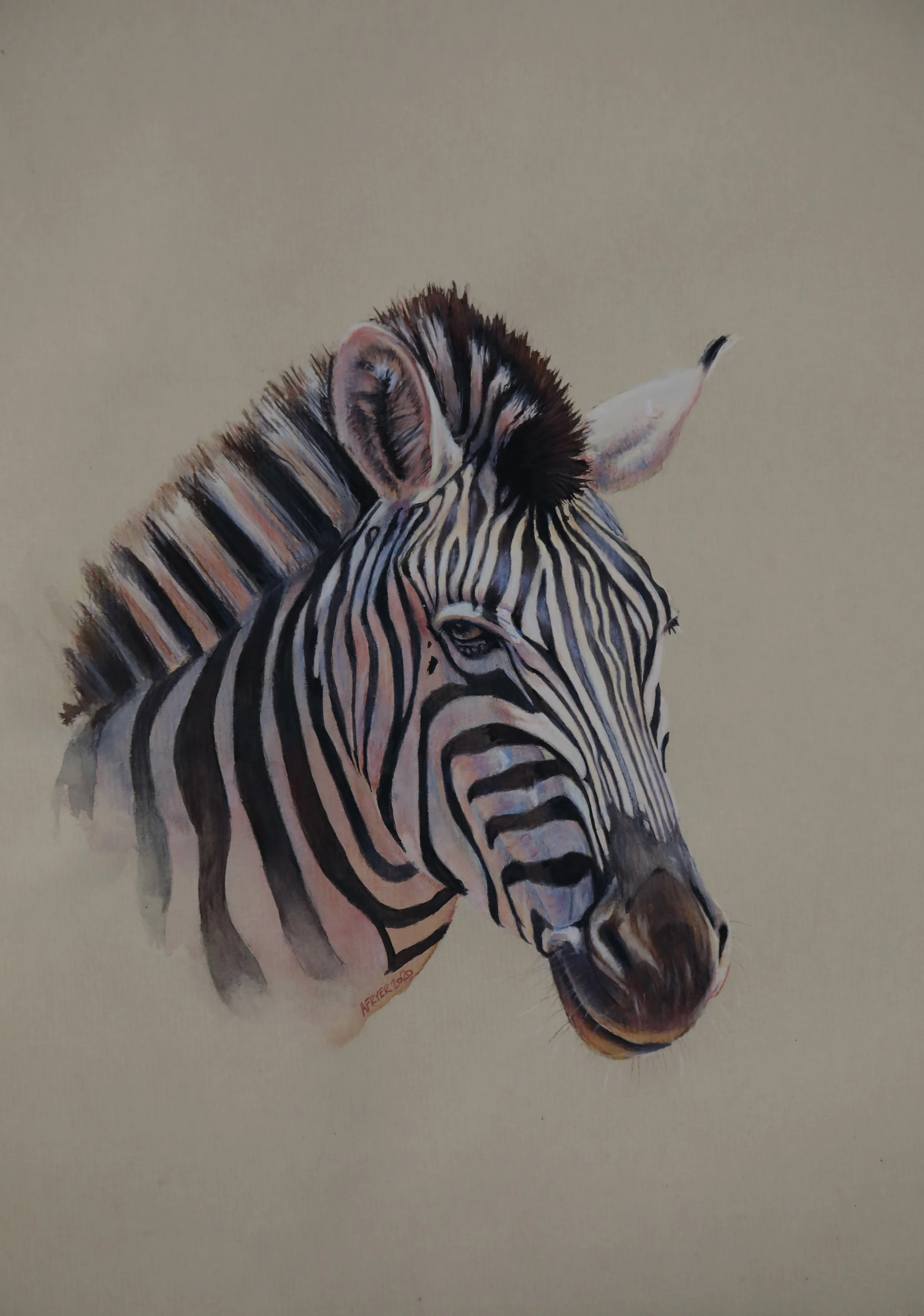 Zebra hd.JPG