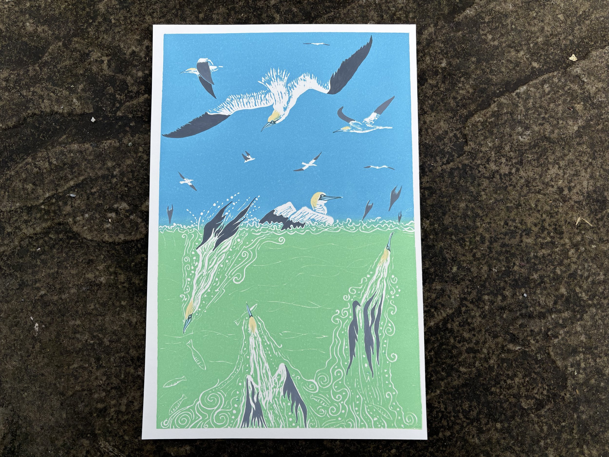 Gannets - Lochindaal