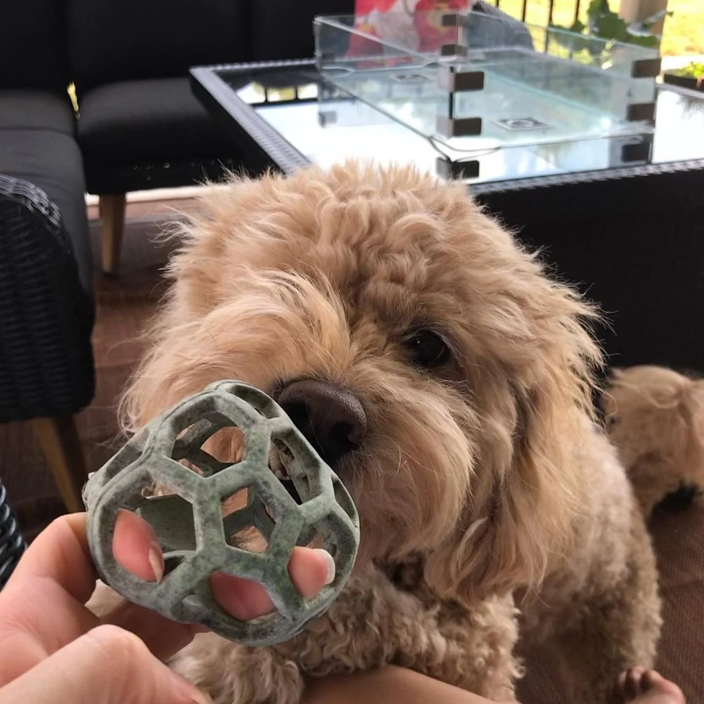 Penny caught in that exact moment when the desire for something new or good collides with an inability to let go 🎾🐶

Penny would say (1) it&rsquo;s hard to let go (2) you gotta do it before you have space for something new

Letting go is an interes