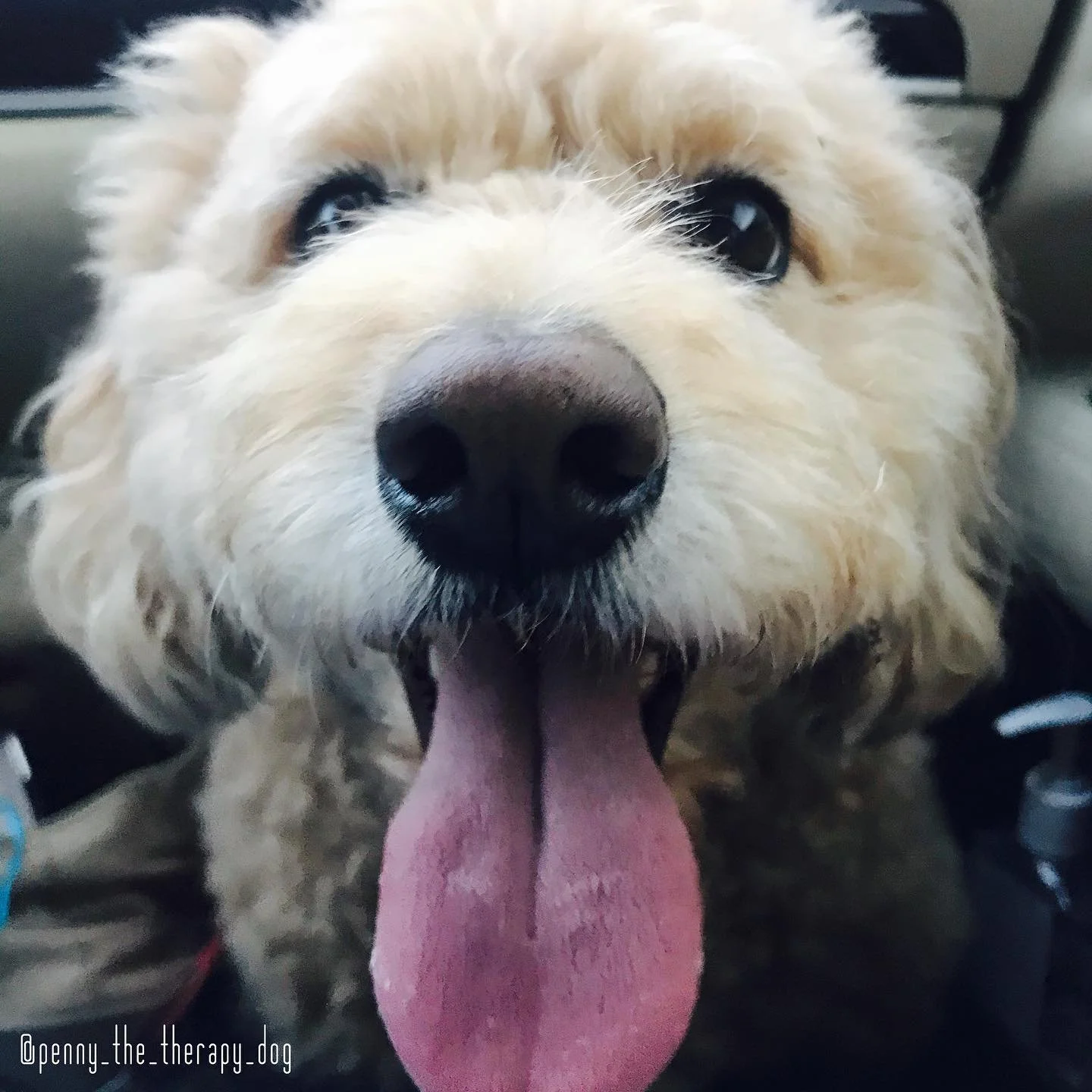 Penny knows nothing of boundaries or consent 🐶 

She&rsquo;s in your face all the time - ready to play, to be loved on, or fed 😂

But we humans need and appreciate them.

One simply way to bring more respect of boundaries into your relationships is