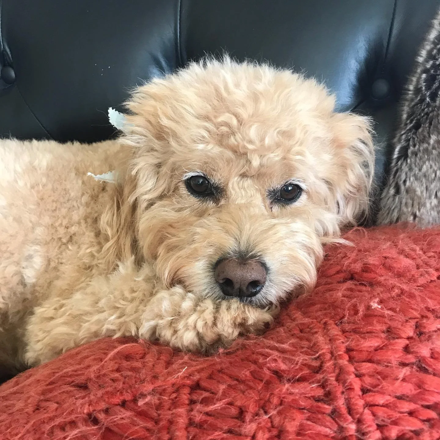 A few words on shame:

We feel it because we&rsquo;re human, not because we&rsquo;re bad&hellip;

Healthy shame says, &ldquo;My behavior was bad.&rdquo;

Healthy shame is guilt -&gt; which leads to prosocial repair &amp; reconnecting. Read: apologizi