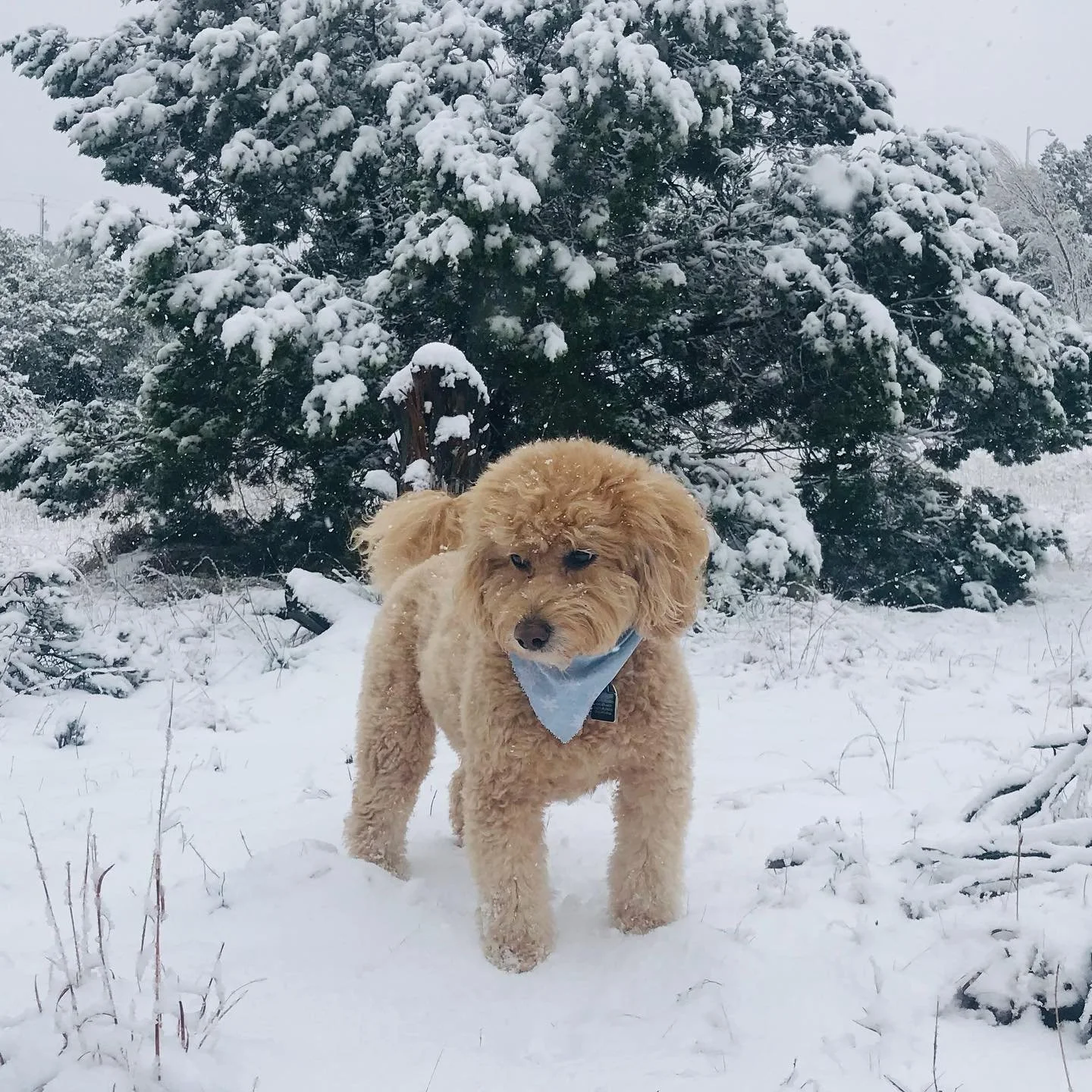 It&rsquo;s a rare treat to see snow in the hill country ❄️ 

Penny doesn&rsquo;t quite know what to think 🐶

#goldendoodlesofinstagram #texassnow #texas #hillcountry #austintx #atx #atxlife #atxlifestyle #snowday #minigoldendoodle #play #snowdog #do