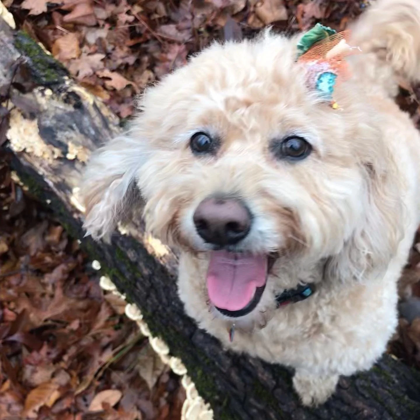 Invitation

&ldquo;Oh do you have time
to linger
for just a little while
out of your busy

and very important day
for the goldfinches
that have gathered
in a field of thistles

for a musical battle,
to see who can sing
the highest note,
or the lowest