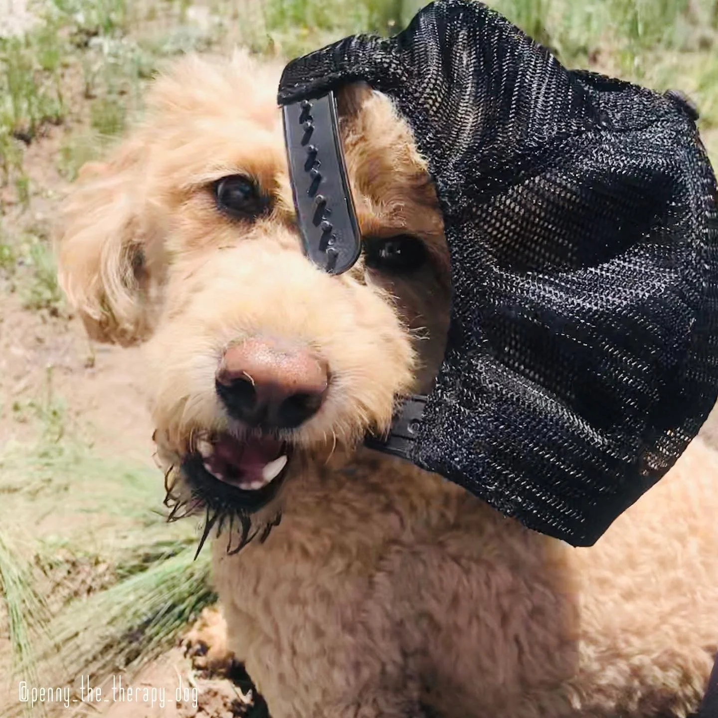 New Years Resolution: Stop eating hats 🎩 🐕

Been talking about change all week. Often when we think resolutions, we have all these ego based &lsquo;shoulds&rsquo; motivated by things we don&rsquo;t like.

&ldquo;I should lose 10 pounds.&rdquo;
&ldq