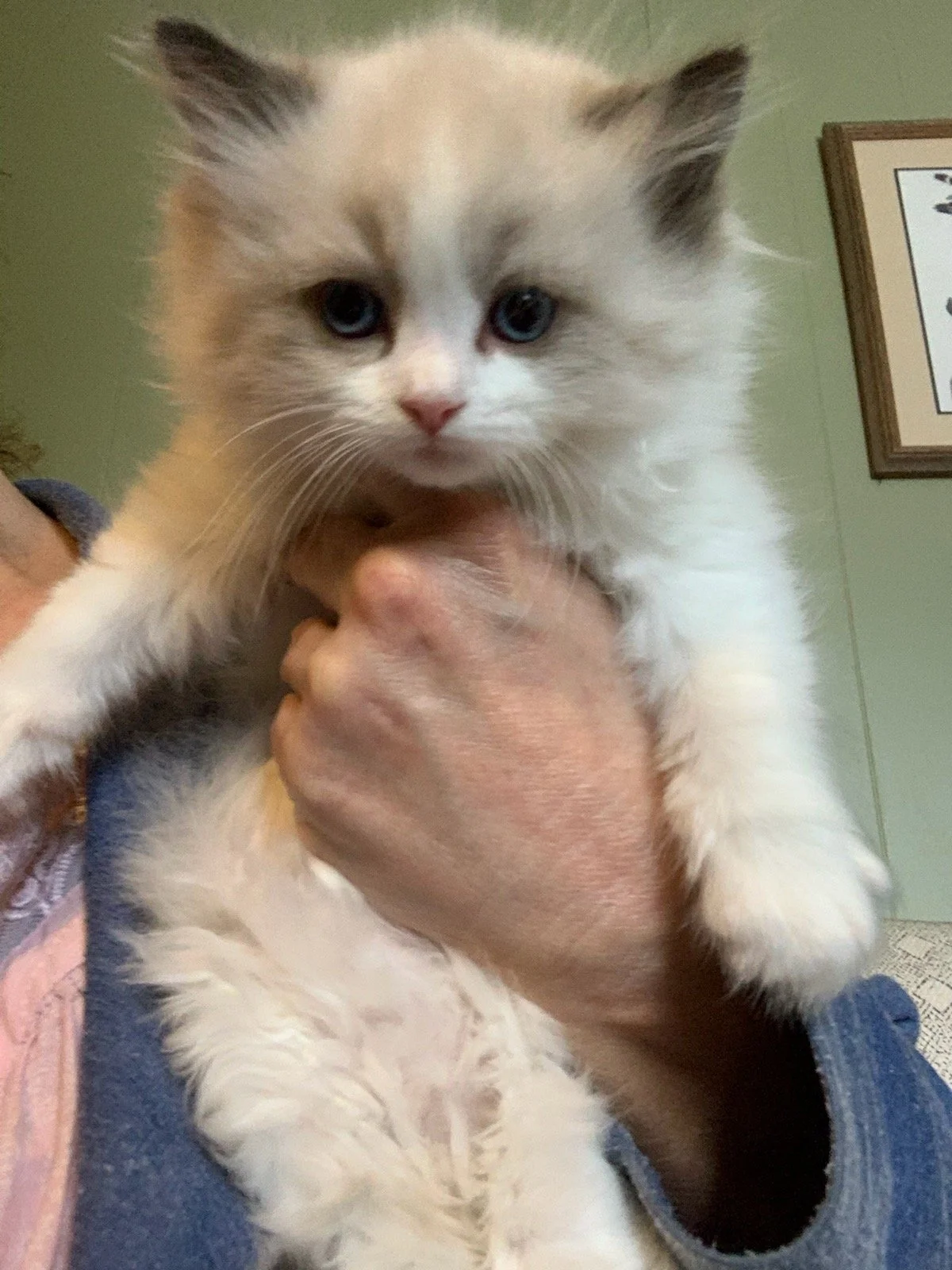 Available Kittens — Mandolin Ragdolls