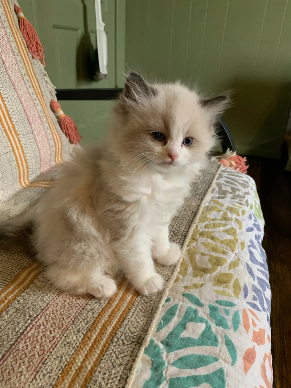 Available Kittens — Mandolin Ragdolls