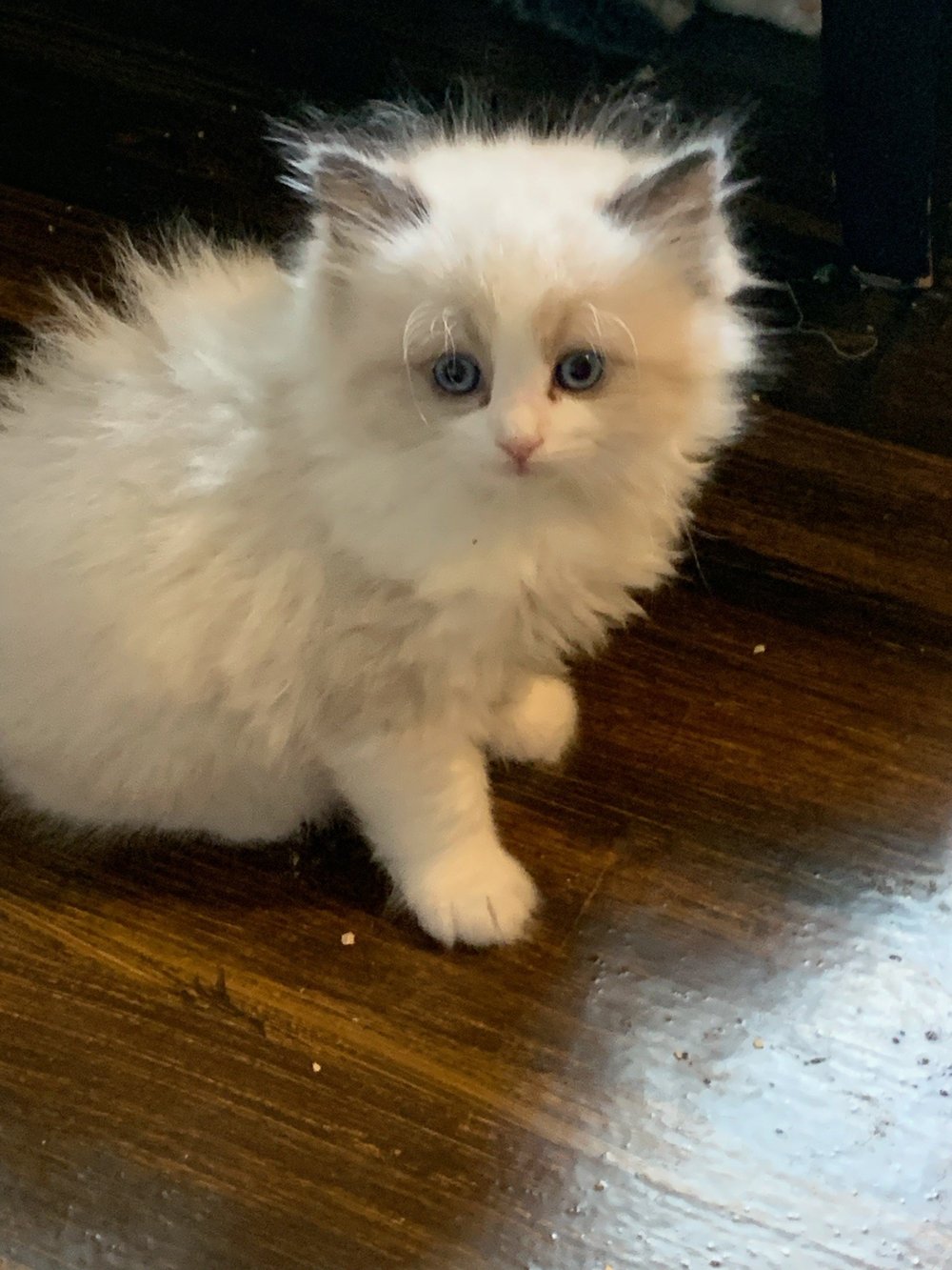 Available Kittens — Mandolin Ragdolls