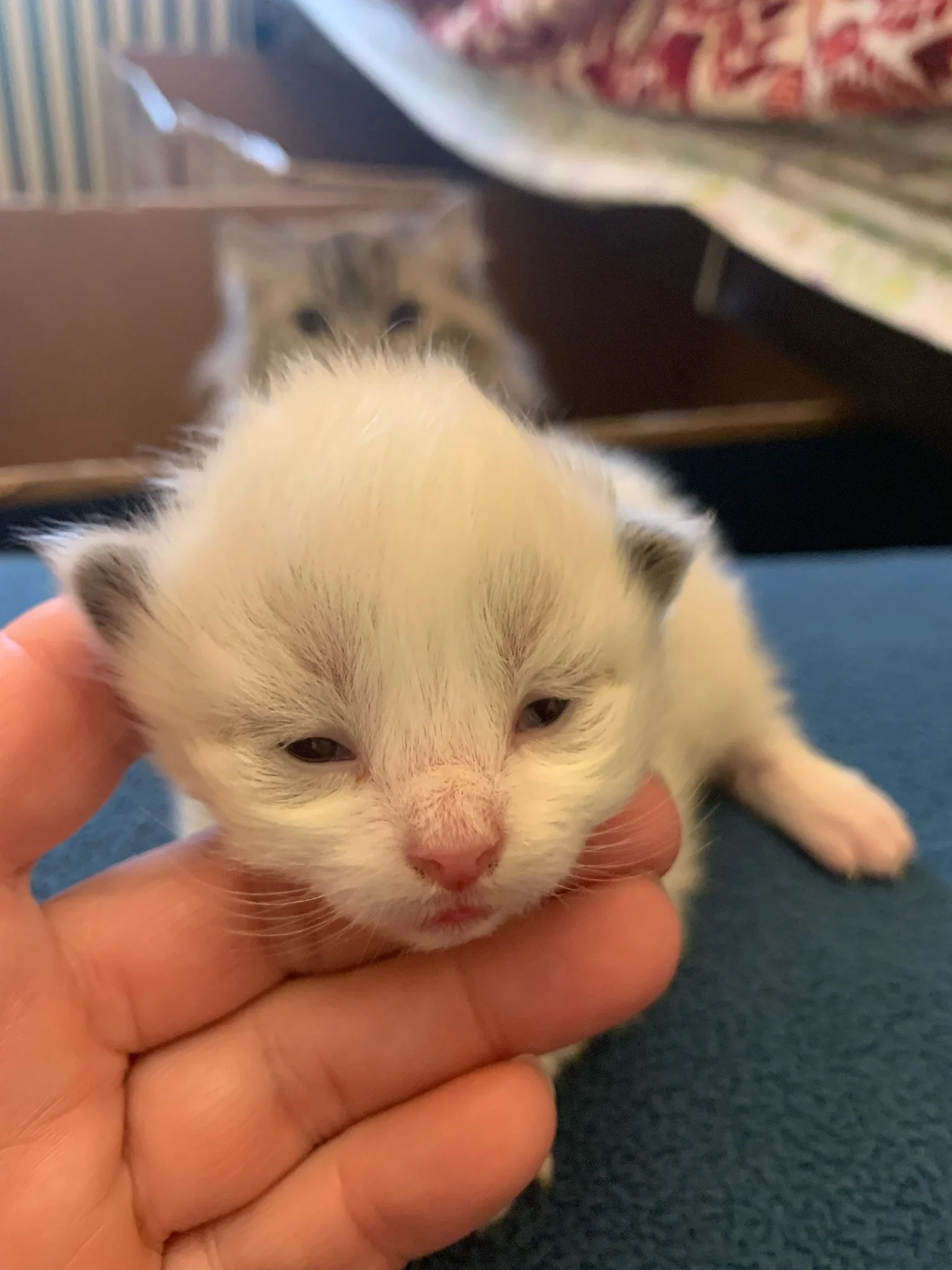 Available Kittens — Mandolin Ragdolls