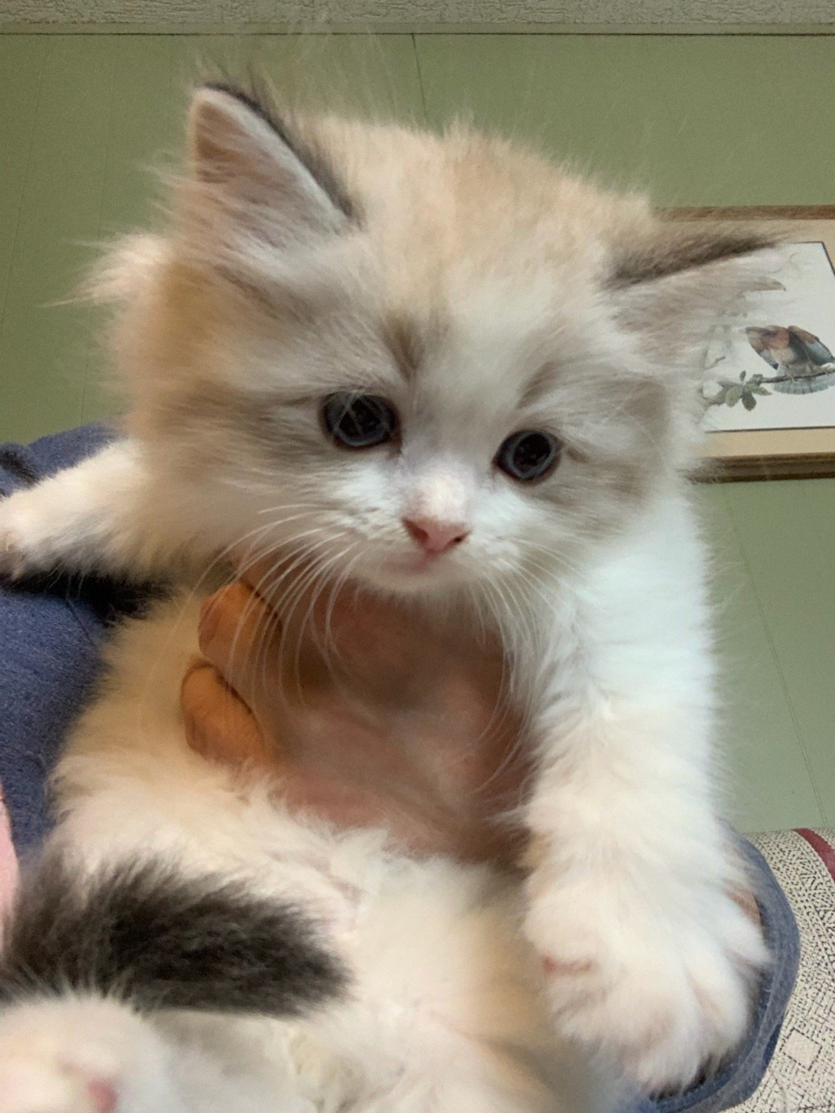 Available Kittens — Mandolin Ragdolls