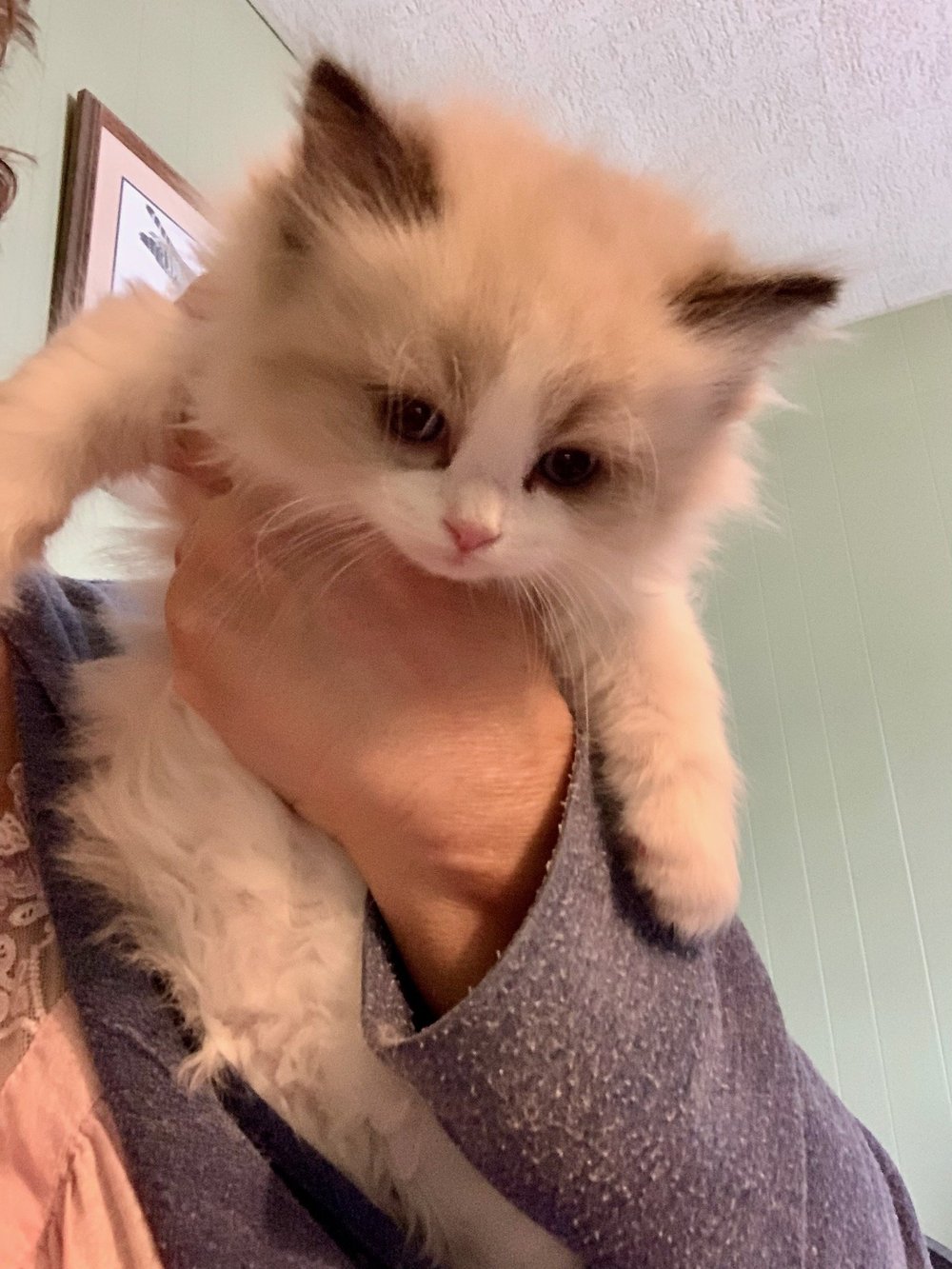 Available Kittens — Mandolin Ragdolls