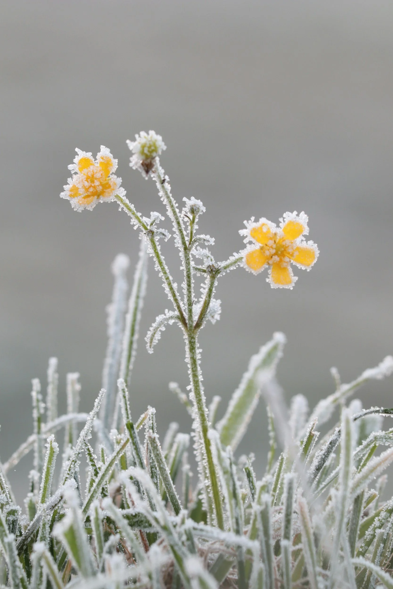 February: The Stirring Under the Frost. Why the "Shambles" is Part of the Bloom…