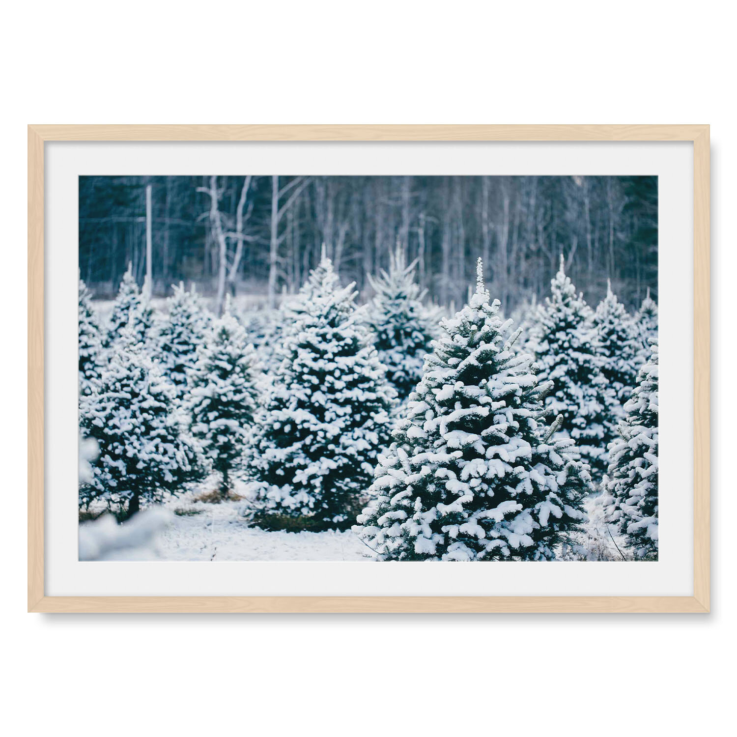 Light maple solid hardwood framed horizontal fine art photography of pine tree boughs weighed down by freshly fallen snow.